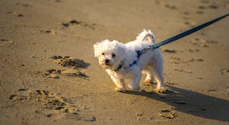 Liten vit hund i koppel på sandstrand