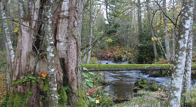 En å som strömmar och forsar genom skogen. En mossklädd stam ligger över ån.