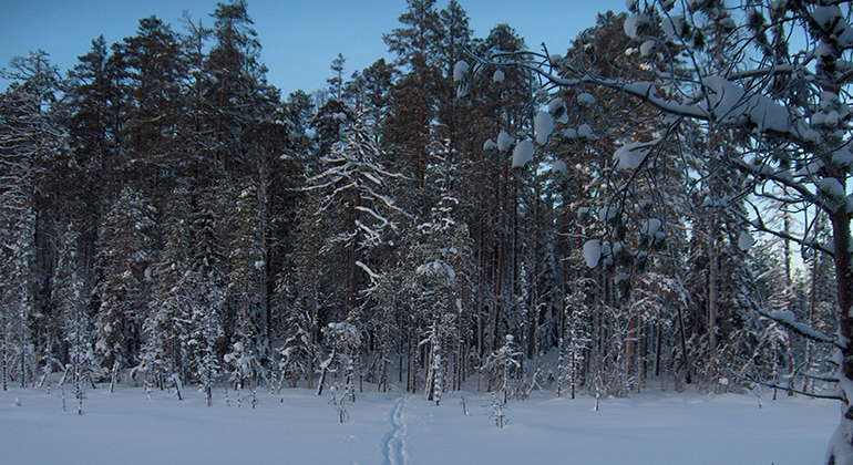 Snötäckt skog.