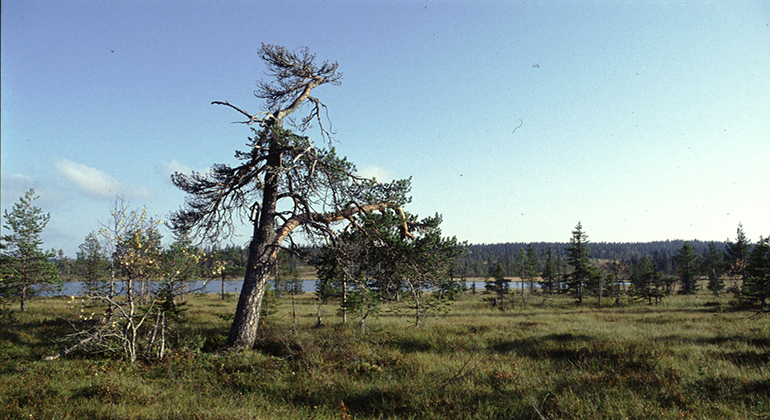 Myrmark med tallar och sjö i bakgrunden.