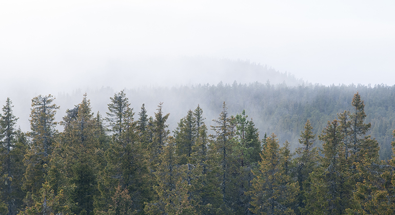Dimma över barrskog.