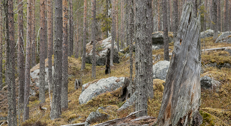 Stora stenar i skog.