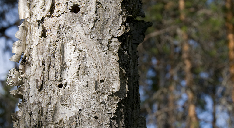 Närbild på trädstam med spår efter djur.