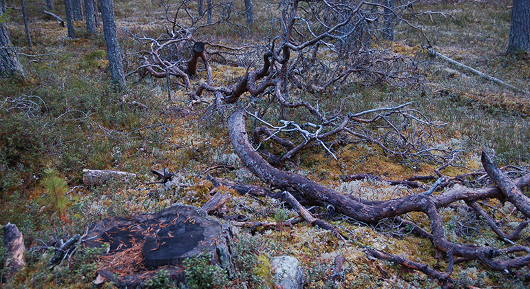 Döda och liggande träd i skog.