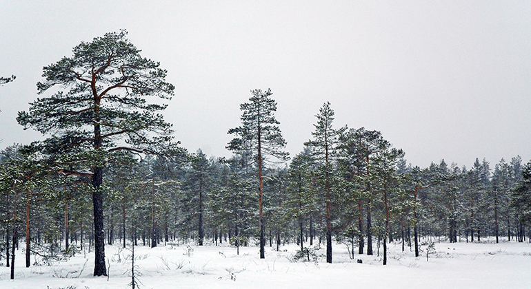 Tallskog i vinterlandskap.