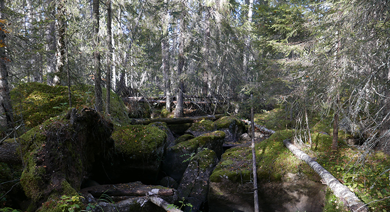 Stora mosstäckta stenar i skogen.