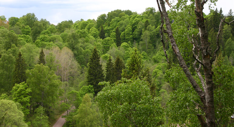 Lummig grön skog sedd från en höjd
