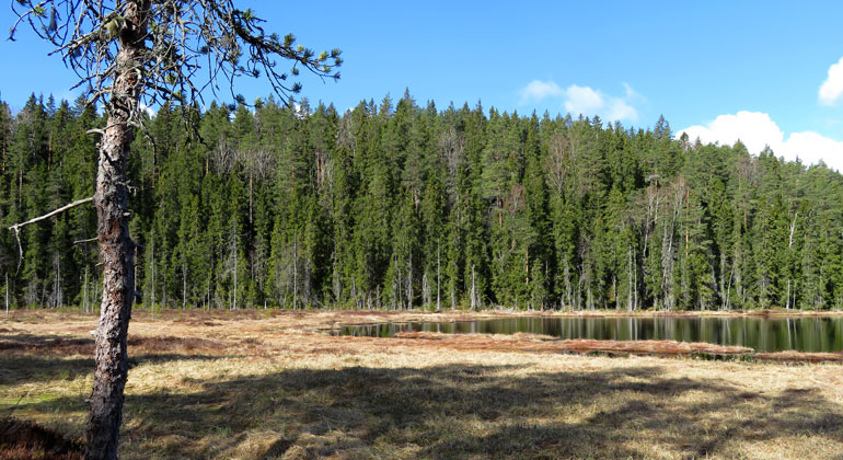 En tjärn med ett skogsbeklätt berg i bakgrunden.