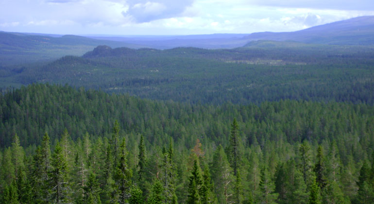 Utsikt över milsvida skogar
