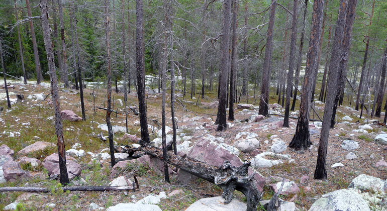 Skog som har brunnit, där marken saknar vegetation och trädstammarna är svarta längst ned.