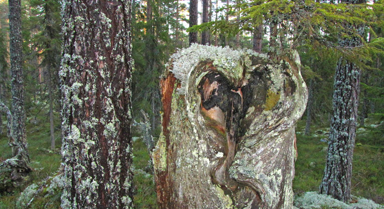En skada i ett gammalt träd, orsakad av en brand.