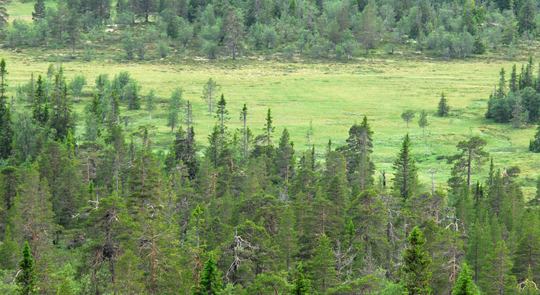 En vy på långt håll som visar en gammal tallskog och delar av en grön myrmark.