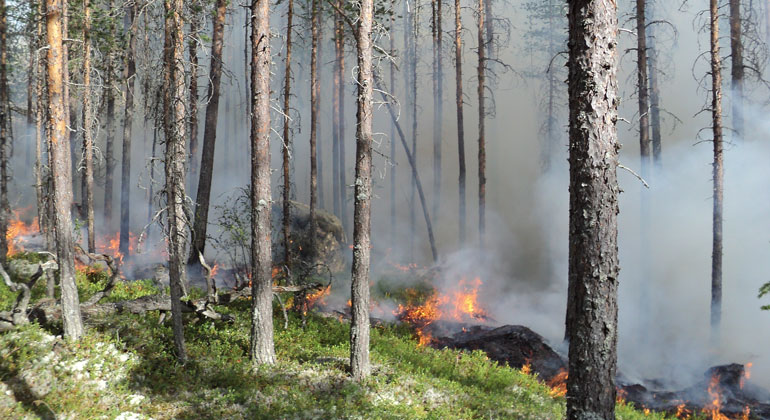 Skogen brinner med mycket rökutveckling - naturvårdsbrännning pågår!