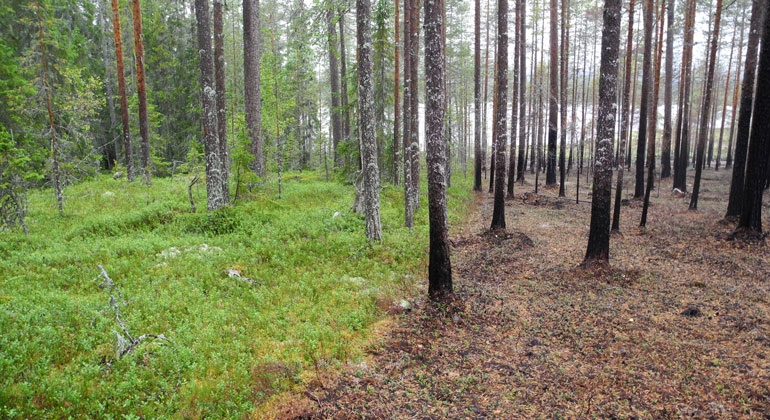 En skarp gräns i skogen efter en bränning. På ena sida grön vegetation, på andra svart, brunnen mark.