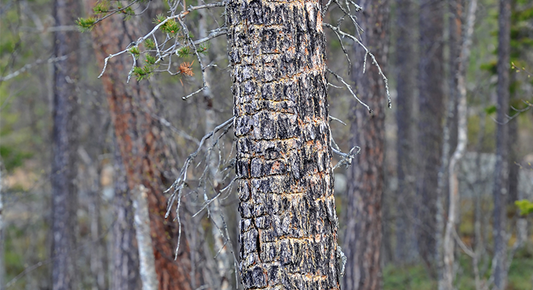 Bild på spår efter tretåig hackspett i trädstam