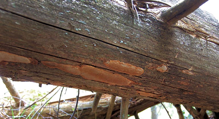 Del av liggande, död trädstam med platta svampar på sin undersida