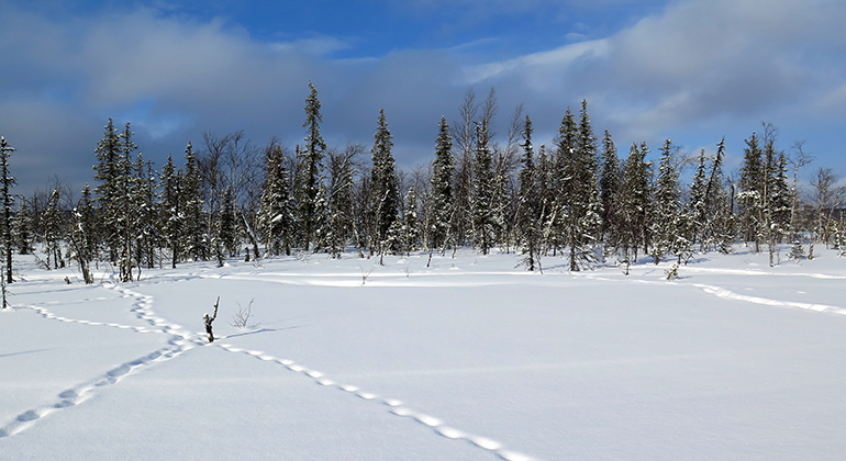Gammelskogsområde i snötäckt landskap