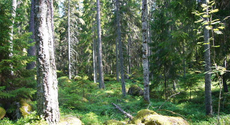 Blandskog i Svartkärret-Lohärads naturreservat. Foto: Länsstyrelsen