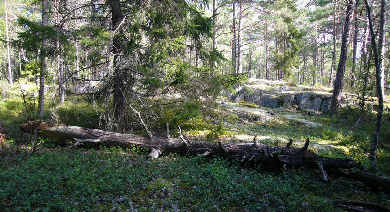 Hällmarkstallskog, bärris, en stor gran och död ved i naturreservatet Markdal. Foto: Länsstyrelsen