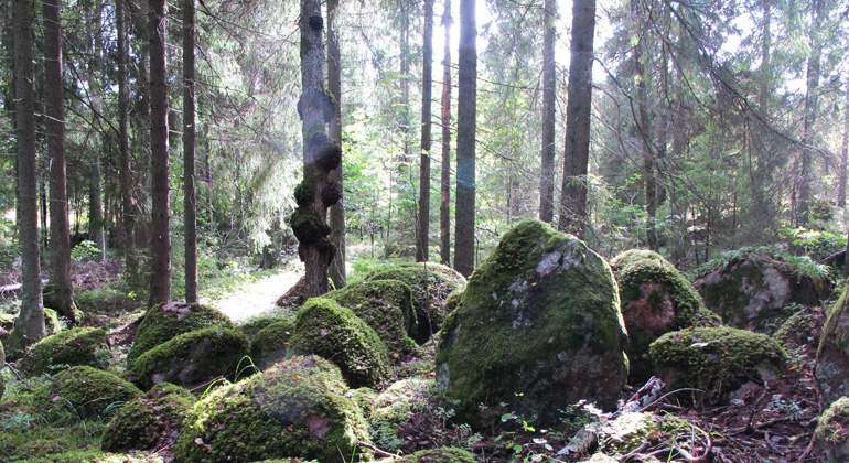 Solen strilar in bland trädstammar och på mossklädda stenbumlingar i Myrbackens naturreservat. Foto: Länsstyrelsen