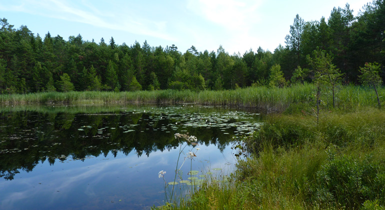 Näckrosor och vass i viken, Mårdsjöns naturreservat. Foto: Länsstyrelsen
