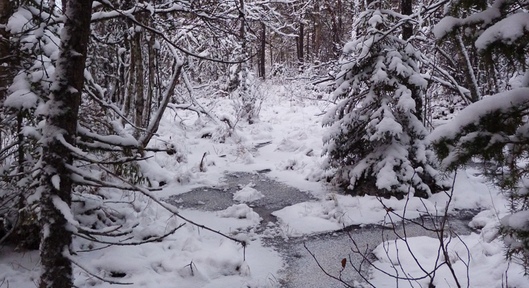 Snö och is täcker granar och vattendrag i Storandens naturreservat. Foto Länsstyrelsen