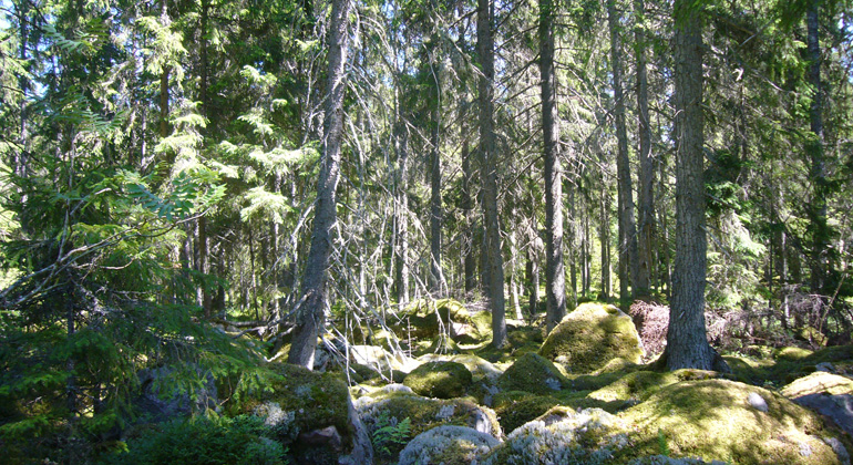 Granar och mossbeklädda stenbumlingar i naturreservatet Tre backar. Foto: Länsstyrelsen