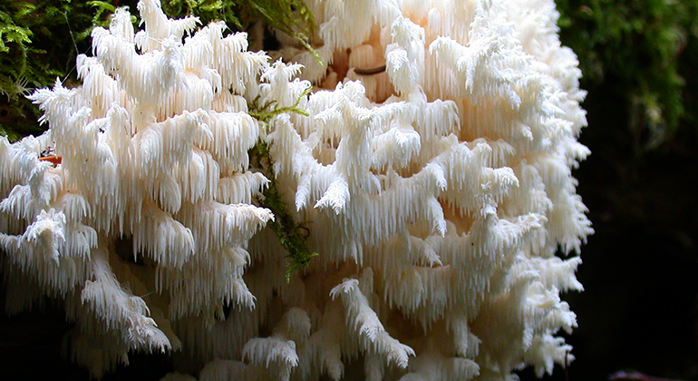 Bild på koralltaggsvamp
