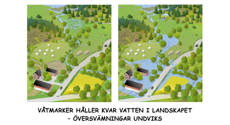 Illustration över hur våtmarker håller kvar vatten i landskapet - översvämningar undviks.