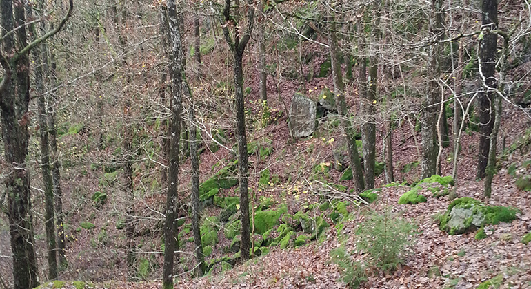 Ekskog i en rasbrant där det ligger stenar täckta av grön mossa. 