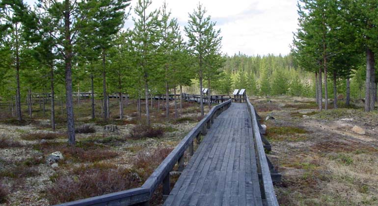 Träspång i landskap med tallar och hedmark