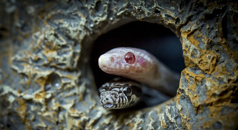 En randig och en ljusrosa orm tittar ut från en grotta.