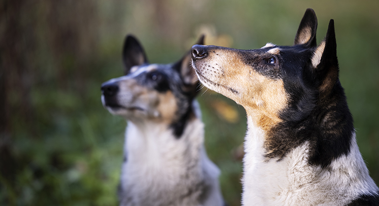 Foto på två hundar i profil som tittar uppåt.