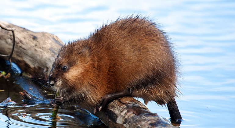 Djur med brun päls som står på en stock i vatten.