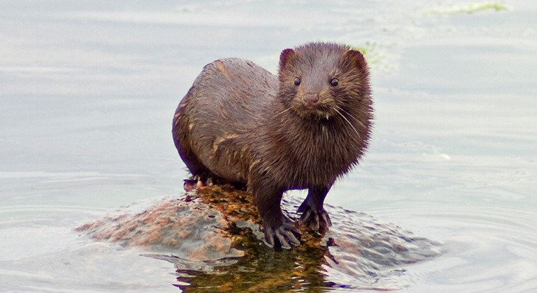 Djur med brun päls som står på en sten i vattnet.