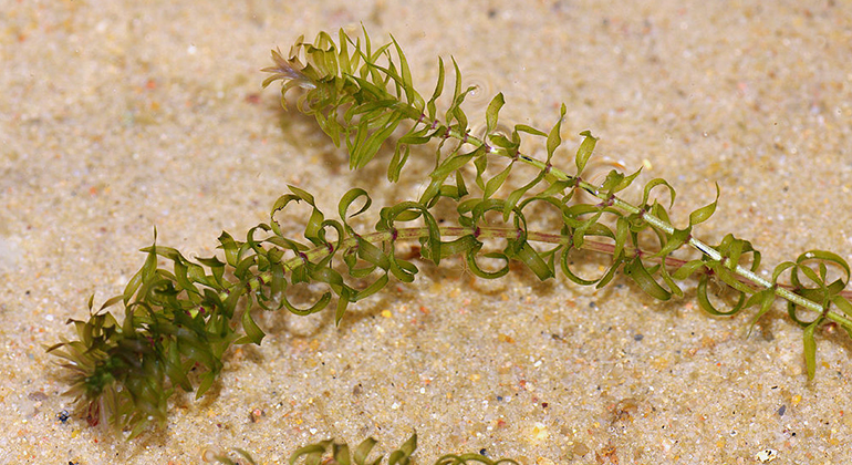 Växt med små gröna blad i vatten mot en sandbotten.