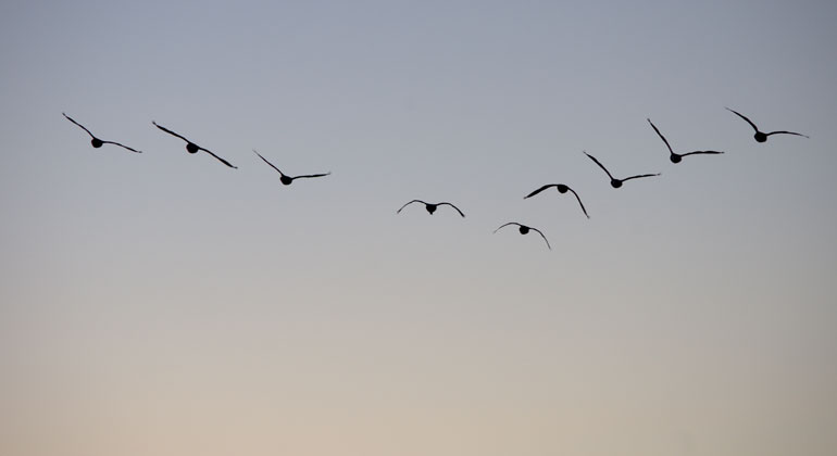 Fåglar som flyger i en formation mot himlen. 