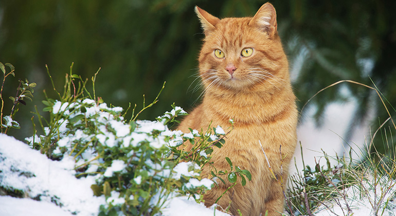 Röd katt som sitter i snön.