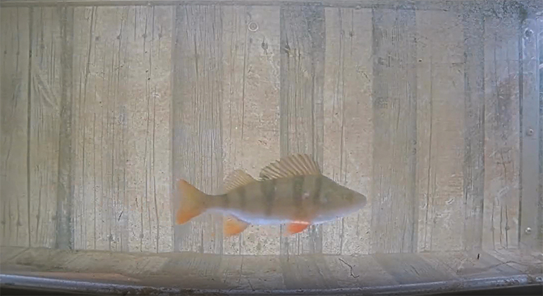 En ljus fisk med orange fenor (abborre) som simmar genom en låda.