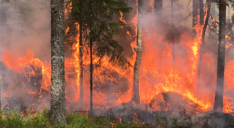 Naturvårdsbränning, skog som brinner kraftigt