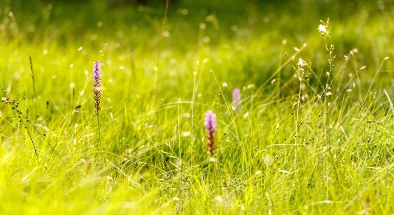 Närbild på gräs högt grön frodigt gräs. Det växer även höga lilaaktiga blommor.