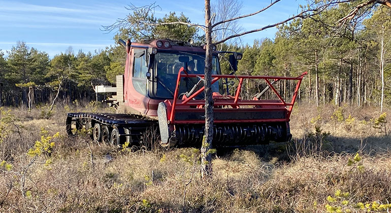 En stor röd maskin med
fräs-aggregat och larvfötter bland torrt gräs och ris på en våtmark, omgiven av
små tallar och med större tallar i bakgrunden.