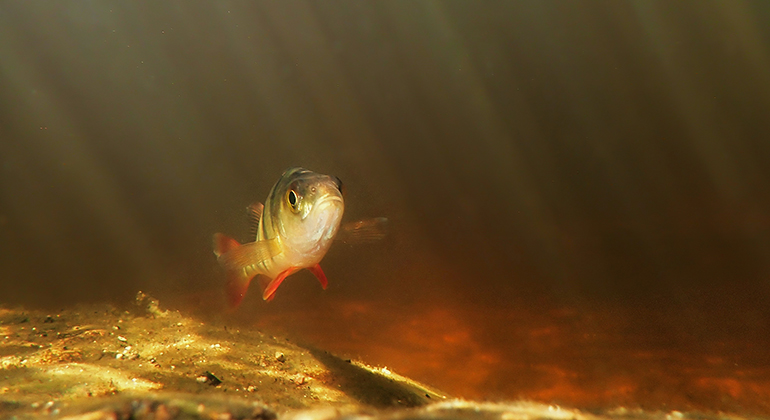 undervattensfoto av en silverfärgad fisk med mörka ränder och röda fenor.