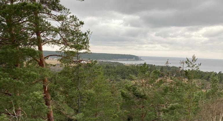 Utsiktsbild med barrskog i förgrunden och havet i fjärran.