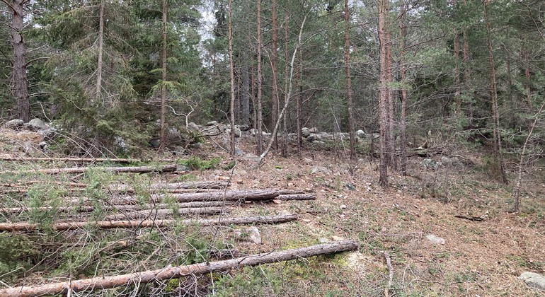 Skogsmark med barrskog. I förgrunden ligger några avsågade mindre träd. Längre in i skogen ser man en lång stenrad med större stenar ligga.