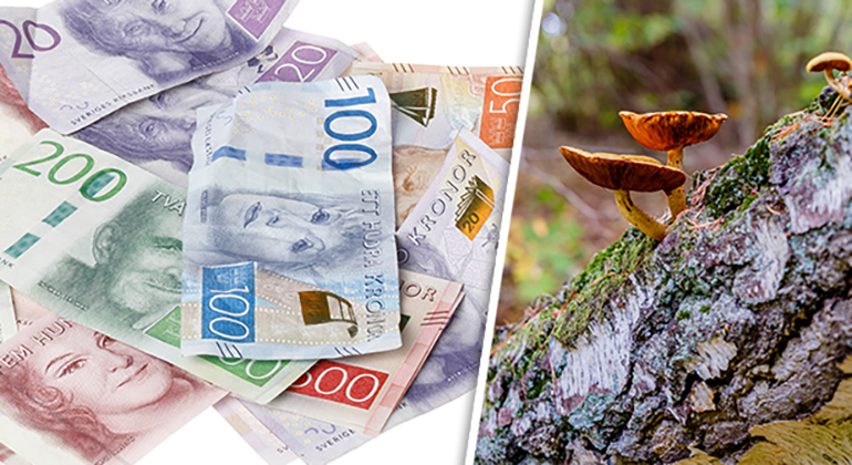 Montage av två bilder. Till vänster en liten hög med svenska sedlar. Något tillskrynklade. Till höger svamp som växer på en björkstam.