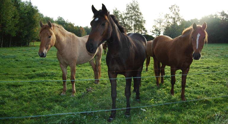 Tre hästar står i en hage.