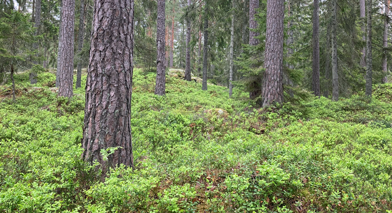 Blåbärsris täcker marken på vissa ställen i Askedals naturreservat. Foto: Marika Sjödin