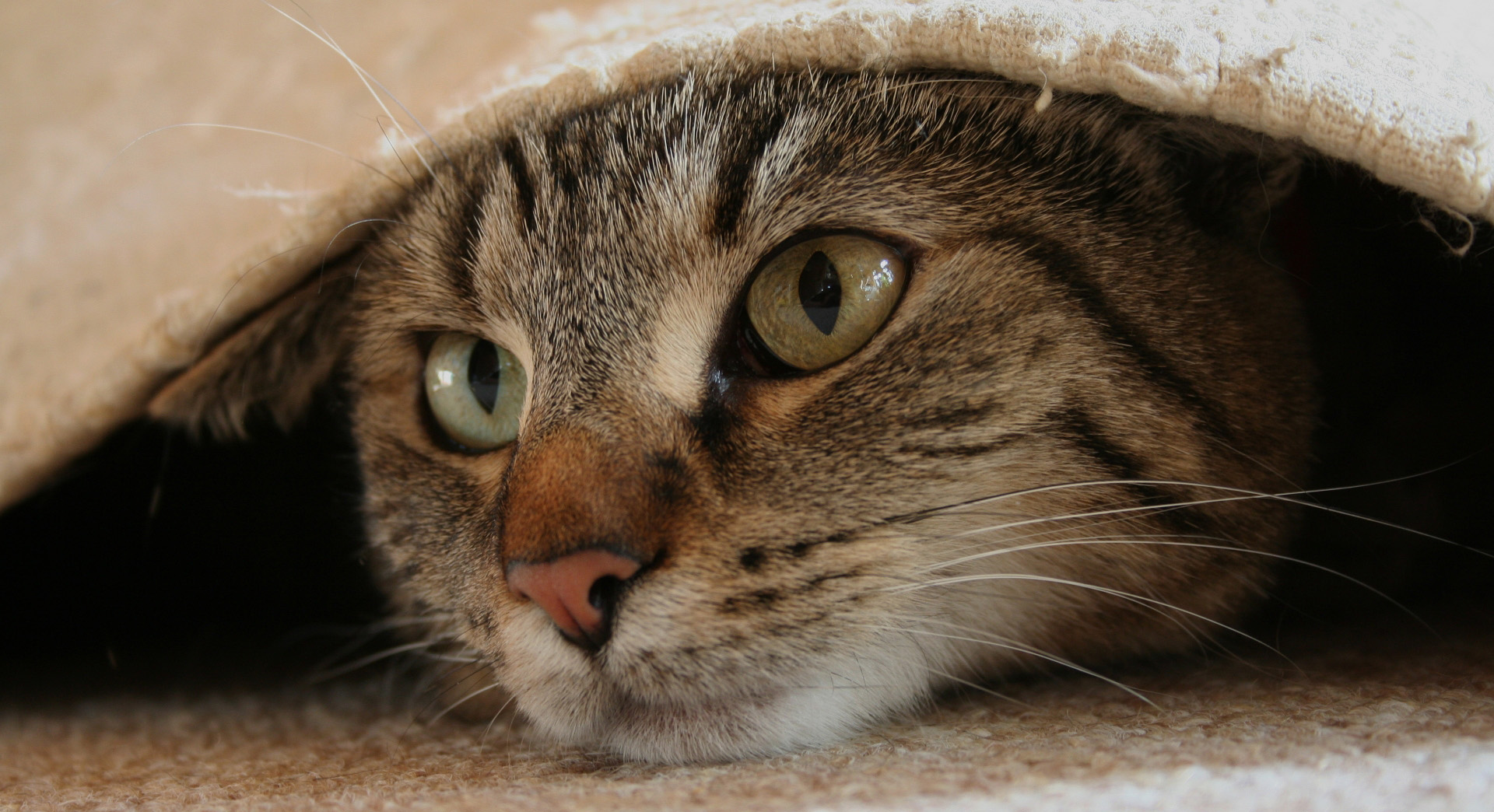 Närbild på brunspräcklig katt som ligger delvis gömd under en matta.
