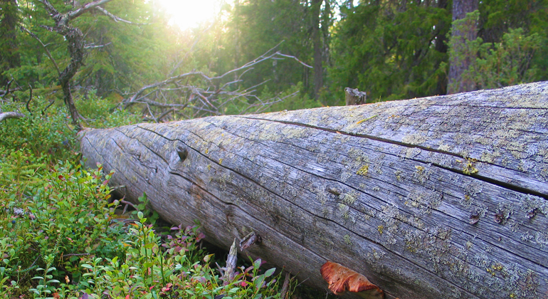 Bilden visar en silvrig gammal trädstam som fallit till marken och koloniserats av den orangea lapptickan.